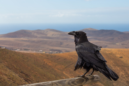 Crow watching the views in Fuerteventura