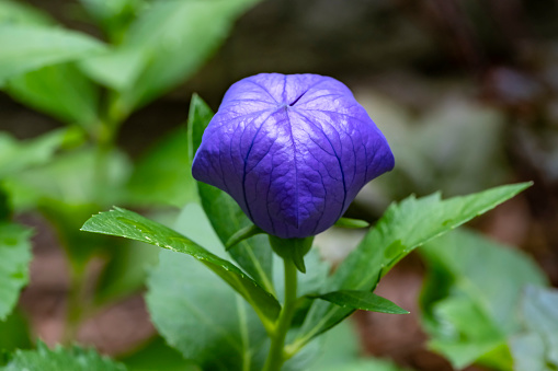 Closeup of a Balloon Flower Bud About to Blossom