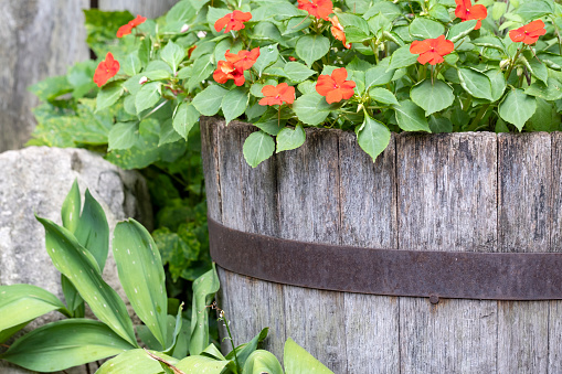 Old Wine Barrel Filled with Red Impatiens Flowers in a Garden