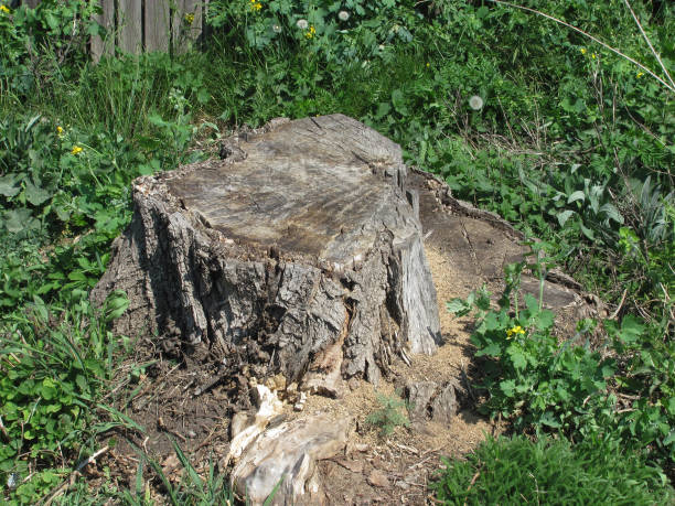 istock dry stump in green grass 1257267949