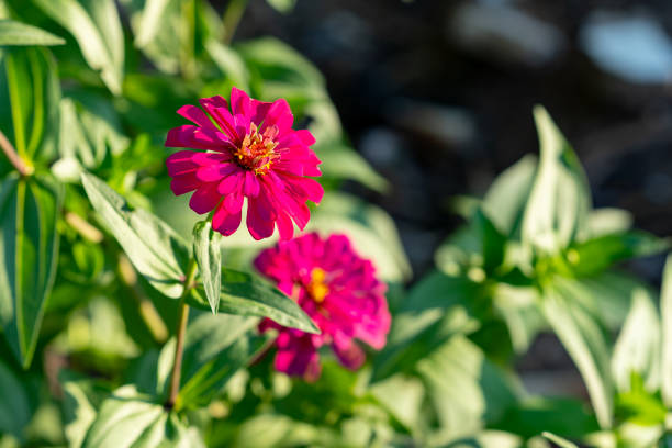 istock Beautiful zinnia flower on fresh nature 1257268228