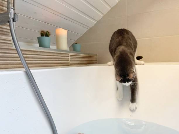 istock Relaxing in the bathroom 1257270993