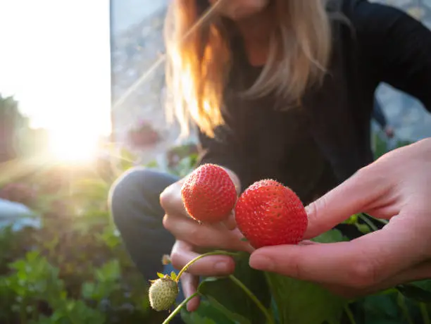 Photo of Young woman picking strawberries In the garden.Woman hands hold the fruits of the strawberry plant. Harvesting berry concept. Pick your own