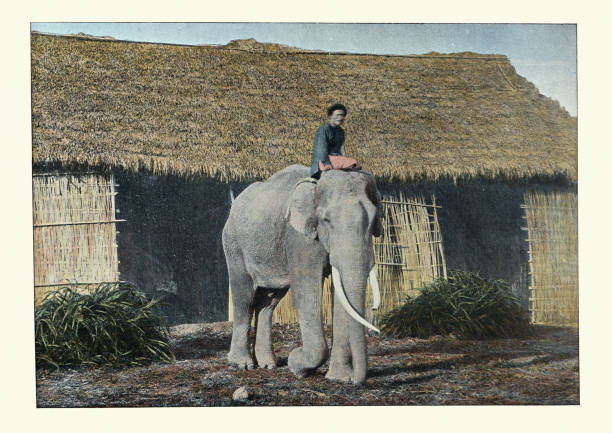 Antique colourised photograph of An elephant at work, Tonkin (Vietnam). 19th Century
