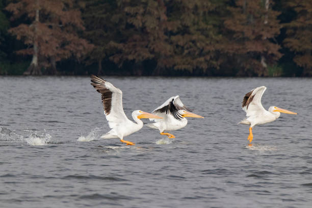 pelicans on reelfoot lake in tennessee during their annual migration - reelfoot lake imagens e fotografias de stock