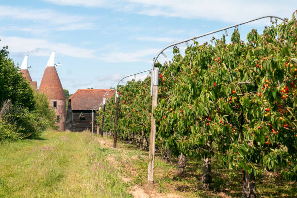 Orchard in the Altes Land