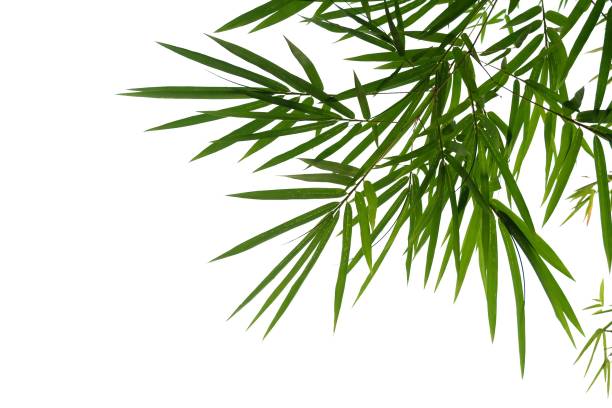 istock Bamboo leaves with branches on white background for green foliage backdrop 1257273173
