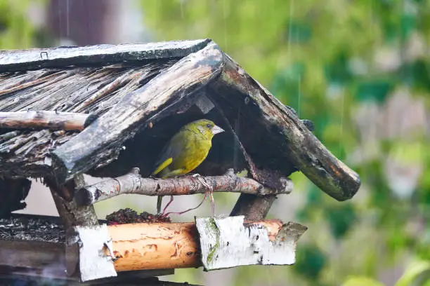 European greenfinch sitting in a birdhouse during rain