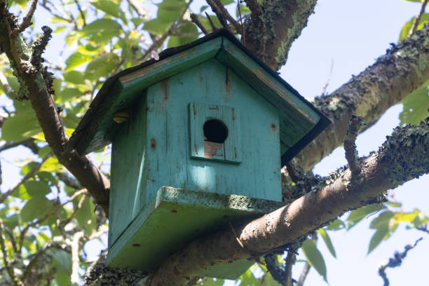 istock Green birdhouse in a tree 1257273586