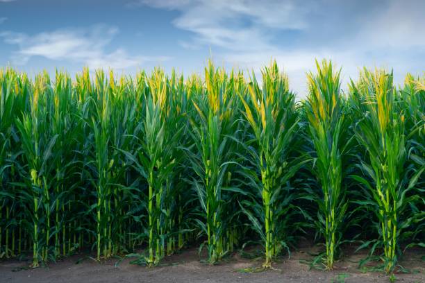 corn field dans le petit matin-howard county indiana - corn corn crop field stem photos et images de collection