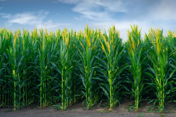 早朝のトウモロコシ畑 -ハワード郡インディアナ州 - corn corn crop field stem ストックフォトと画像