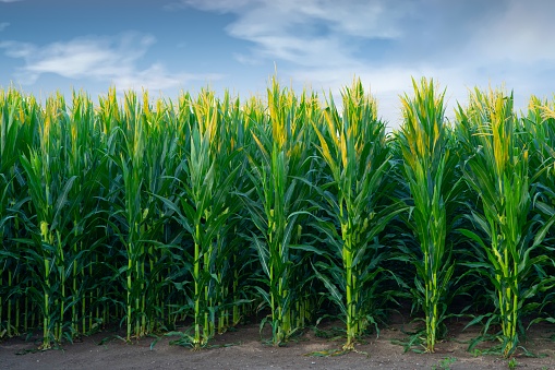 Corn Field in early morning-Howard County Indiana