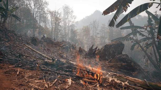 istock Global warming crisis. Slash and burn agriculture. Climate change, deforestation 1257273620