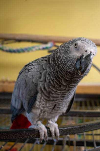 istock A Vertical Shot of an African Grey Parrot 1257274842