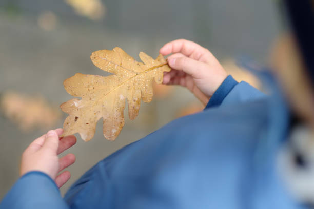 istock Little child examining a drops of water on fallen oak leaf. Kid exploring nature. Activity for inquisitive child. 1257275600