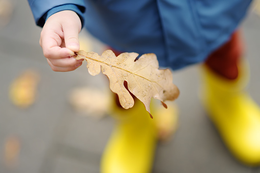 Little child examining a drops of water on fallen oak leaf. Kid exploring nature. Activity for inquisitive child.
