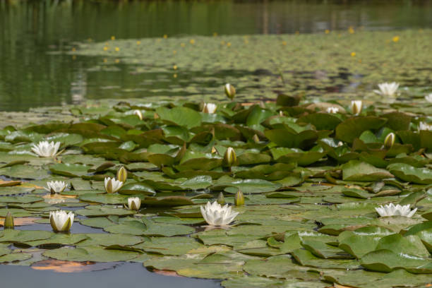 istock A white waterlily and green lily pads on a pond. 1257275904