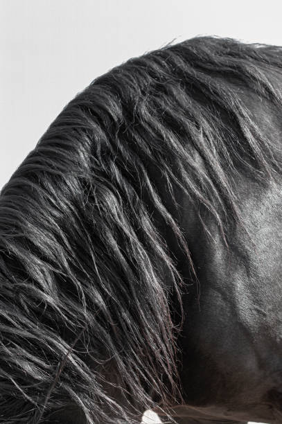 istock Mane of the horse 1257277089