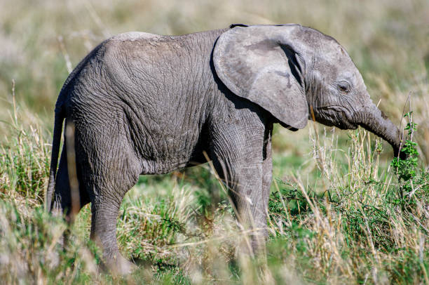 istock Side View of Wild Baby Elephant Eating on Vegetation 1257277143