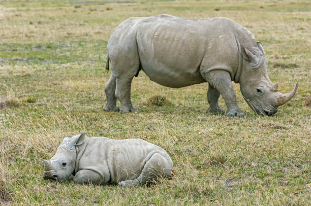 야생 어머니 코뿔소와 휴식 아기 코뿔소 - lake nakuru 뉴스 사진 이미지