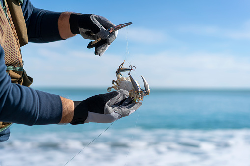 Fisherman hands holding a crab hanging on a hook against a blurred sea background