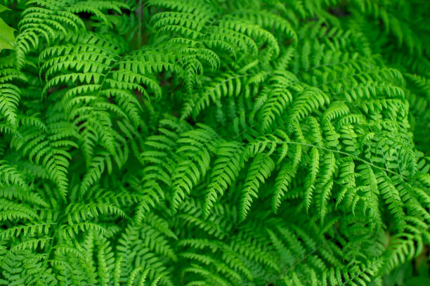 fundo verde brilhante de folhas de samambaia com iluminação uniforme. fundo natural - fern stem bracken leaf - fotografias e filmes do acervo
