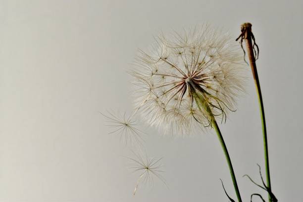 istock Goats Beard blossom in full seed 1257279834