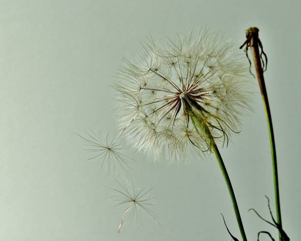 istock Goats Beard Blossom In Full Seed On Soft Blue 1257280539