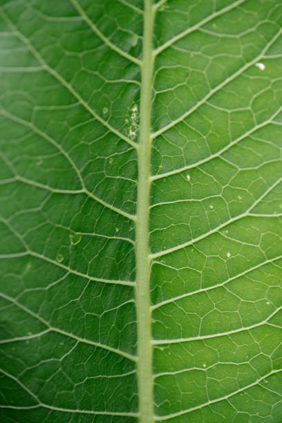 istock Horseradish leaves close-up 1257280759