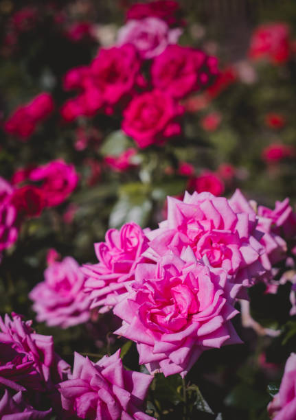 istock a bunch of pink roses in bloom 1257280768