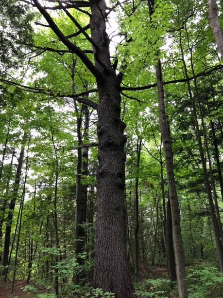 istock Large leafless tree in the middle of the forest 1257280827