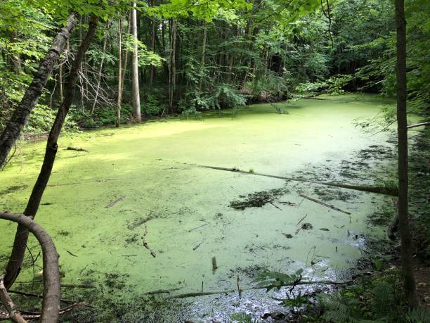istock Large swamp extended of green with small turtles horizontal 1257280843