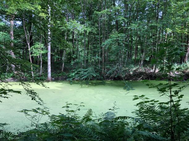 istock View of a green and slimy marsh to the side 1257280855