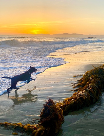 In the midst of Covid this dog on the beach at sunset reminded me that freedom is still possible