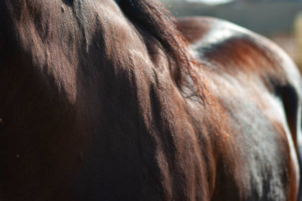 istock Horse body part close up 1257282242