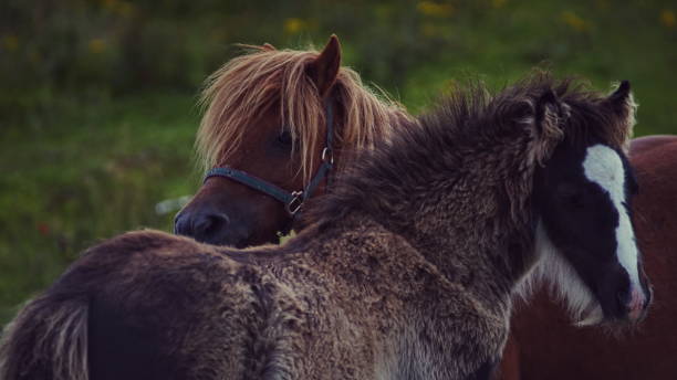 istock pony and young horse 1257282256
