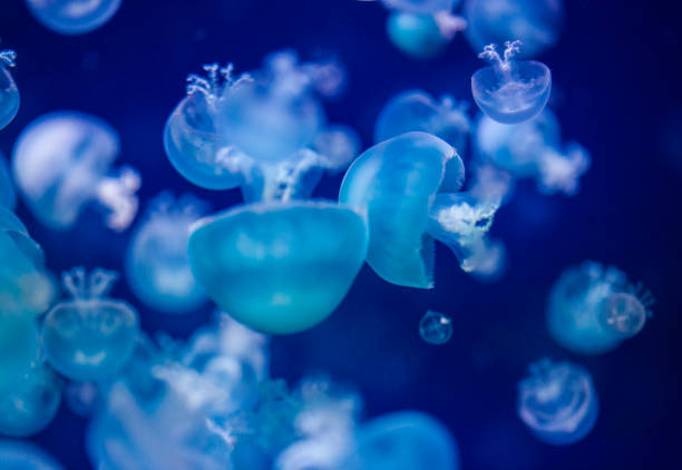 istock Jellyfish Stomolophus meleagris 1257283106