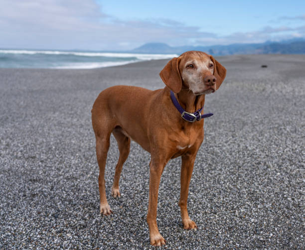 Senior Vizsla Dog on the Beach stock photo
