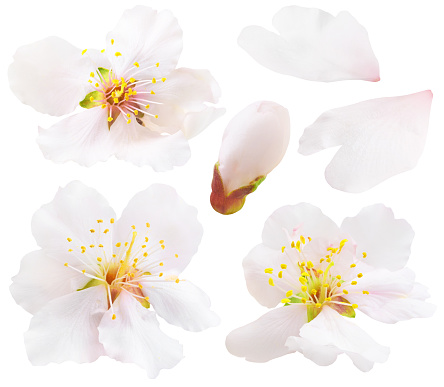 Isolated almond flowers collection. White almond tree blossoms isolated on white background