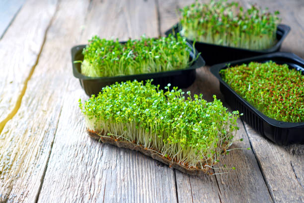 istock Different microgreens food in the trays on the rustic table 1257284493