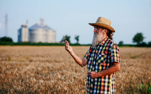 istock Farmer in a wheat field checking crop. Agricultural concept 1257285101