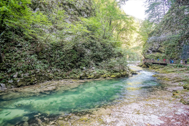 istock river in forest, digital photo picture as a background 1257285377