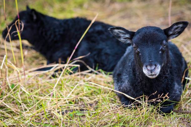 istock Close-up of black lamb outside 1257285827