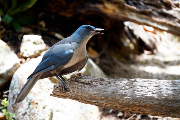 Mexican Jay Mexican Jay sitting on a log and making ruckus in Madera Canyon jay stock pictures, royalty-free photos & images