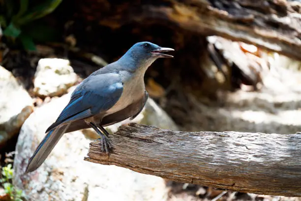 Mexican Jay sitting on a log and making ruckus in Madera Canyon