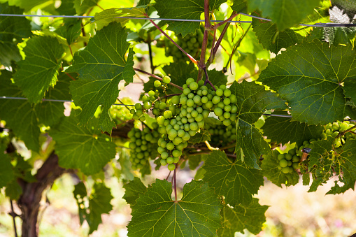 Green grapes in vineyard.