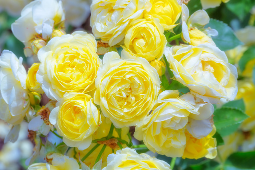 Delicate yellow roses. Flowers background of rose bush and buds. Floral natural gentle background. Flowering plant