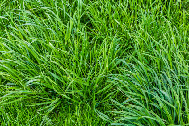 istock simple green summer grass at soft cloudy day light background 1257289485