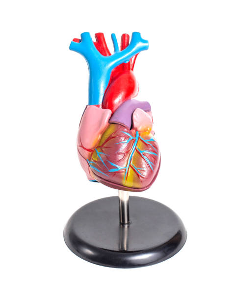 istock Mock up of a human organ heart on a white background, isolate. Anatomical structure and physiology of the heart, right and left ventricle and atrium. The cardiovascular system, cardiomyocytes 1257290467