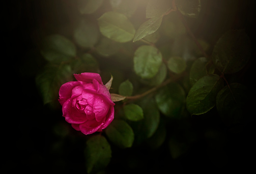 A rosebud with drops of rain on a soft background.